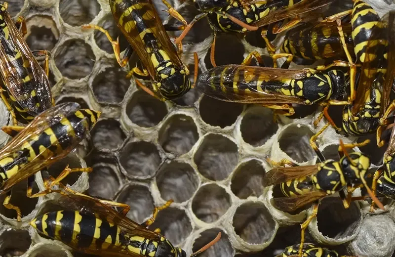 wasps on a hive